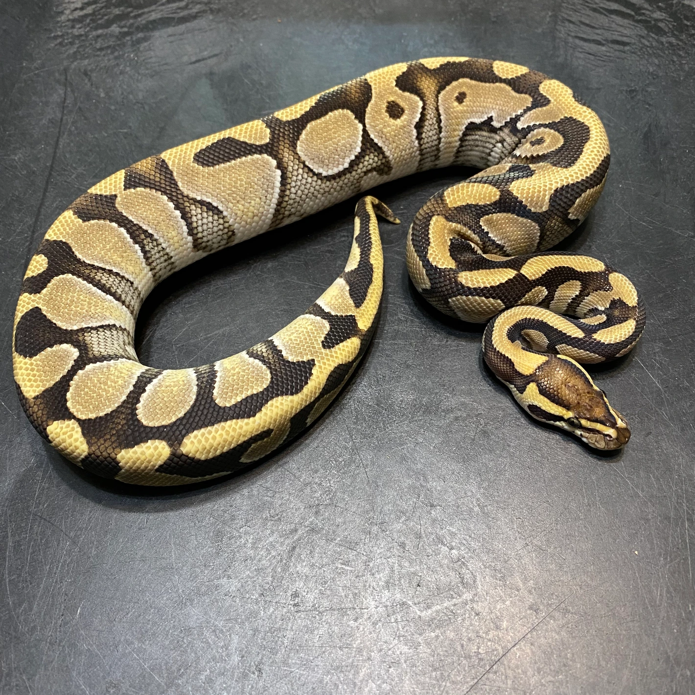 Exotaria : Legal Exotic Pets